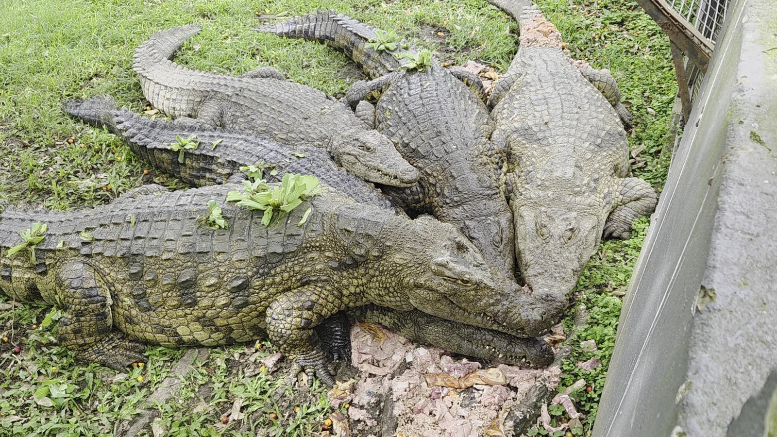 Pure Venom Reptile Park, Margate South Africa
