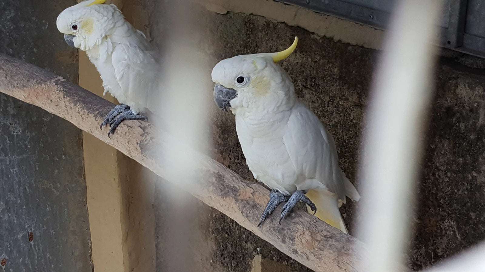 Pure Venom Reptile Park, Margate South Africa