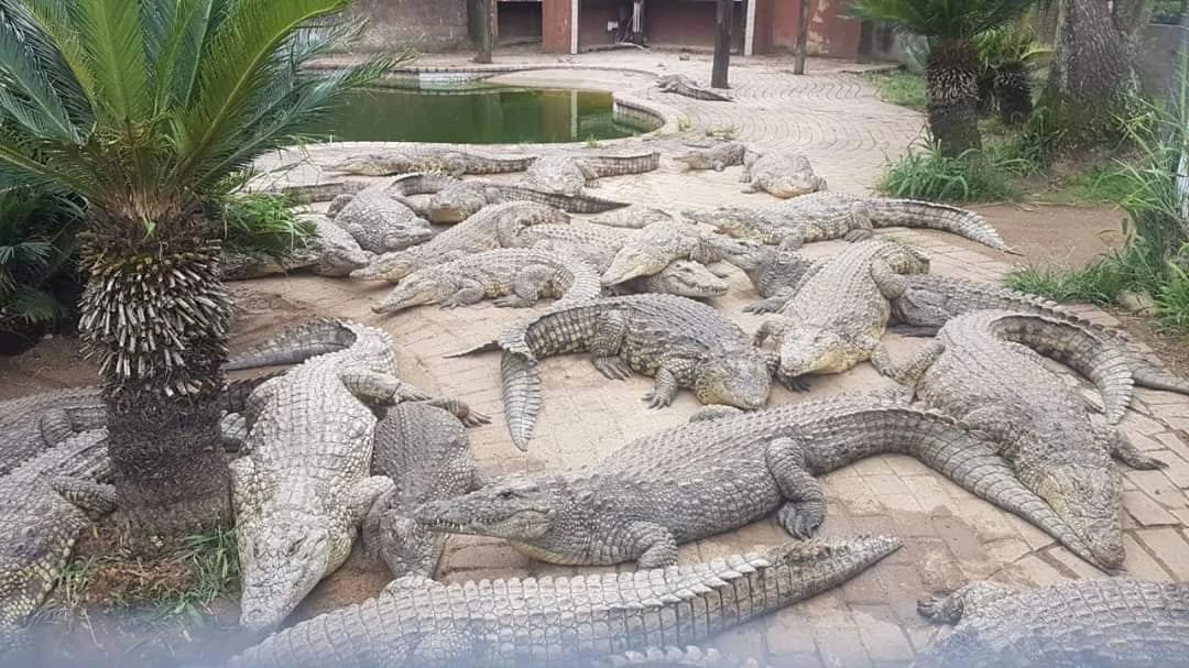 Pure Venom Reptile Park, Margate South Africa