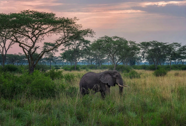 Queen Elizabeth National Park