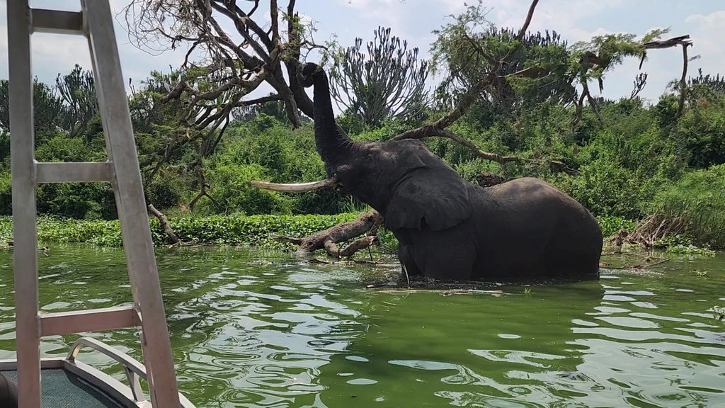 Queen Elizabeth National Park,  Uganda