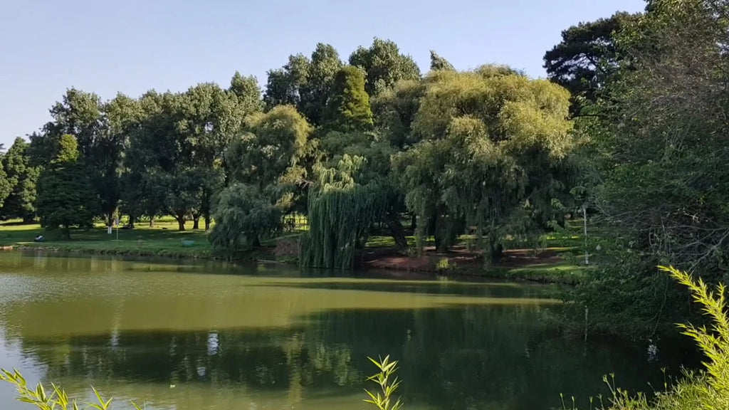 Rhodes Park, Johannesburg South Africa