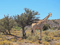 Rietfontein Nature Reserve, Sandton South Africa
