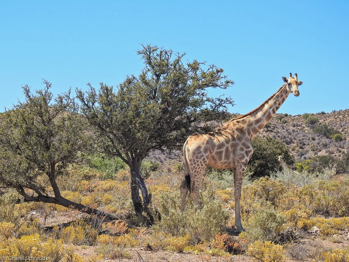 Rietfontein Nature Reserve