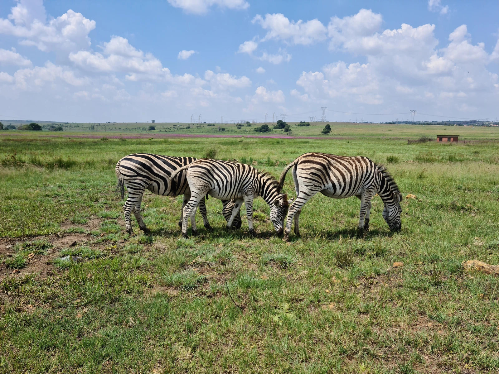 Rietvlei Nature Reserve, Pretoria South Africa