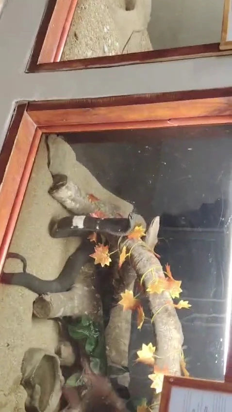 Riverbend Crocodile Farm, Southbroom South Africa