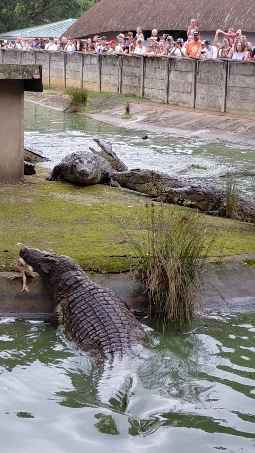 Riverbend Crocodile Farm, Southbroom South Africa