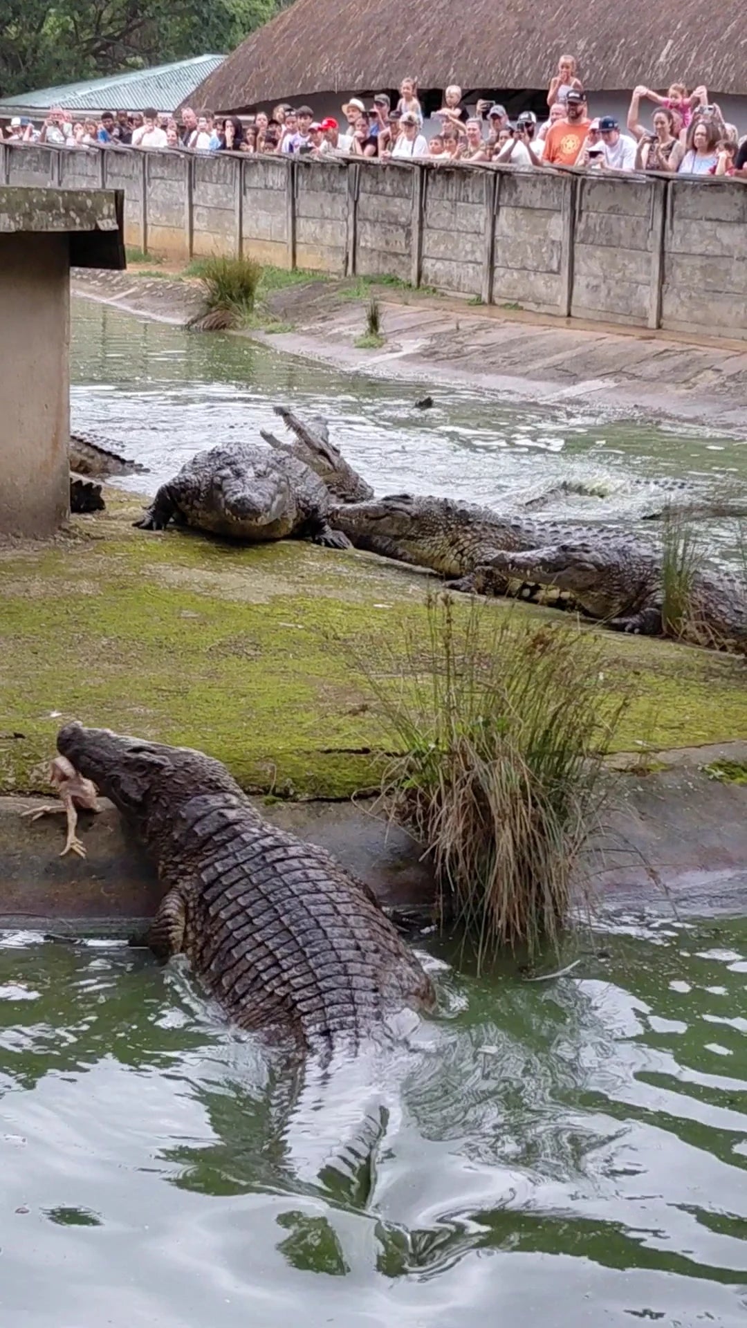 Riverbend Crocodile Farm, Southbroom South Africa