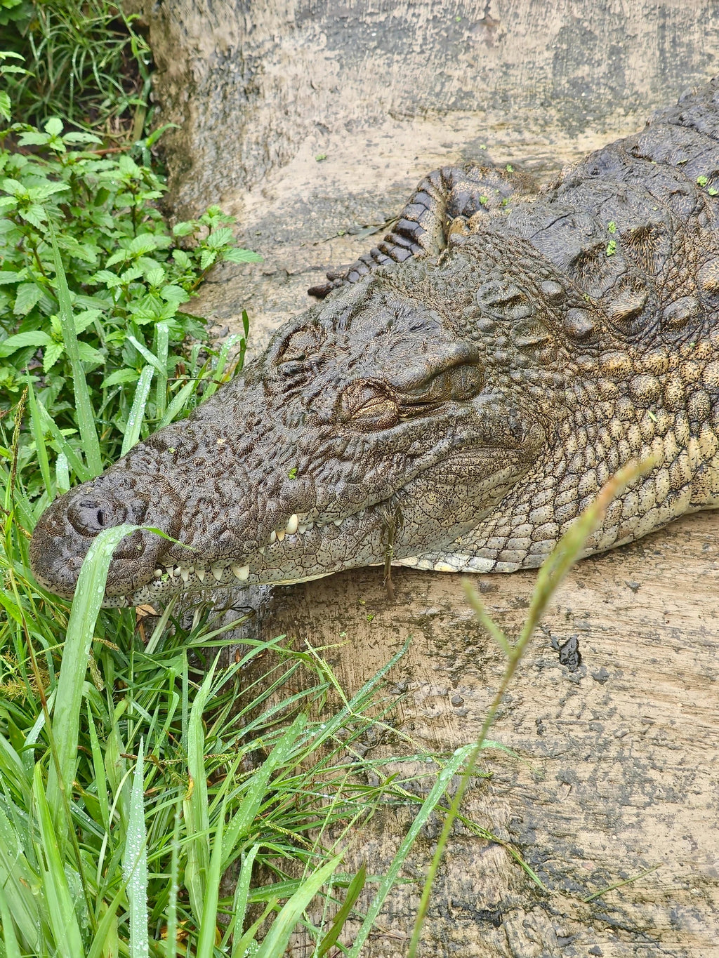 Riverbend Crocodile Farm, Southbroom South Africa