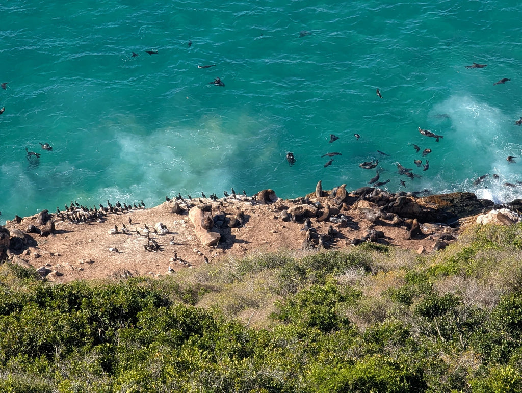 Robberg Hiking Trail, 
S34 06.037 E23 22.652 South Africa