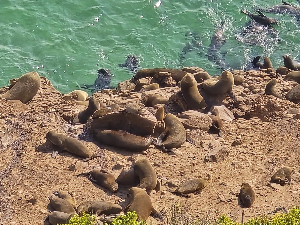 Robberg Nature Reserve, 
Robberg South Africa