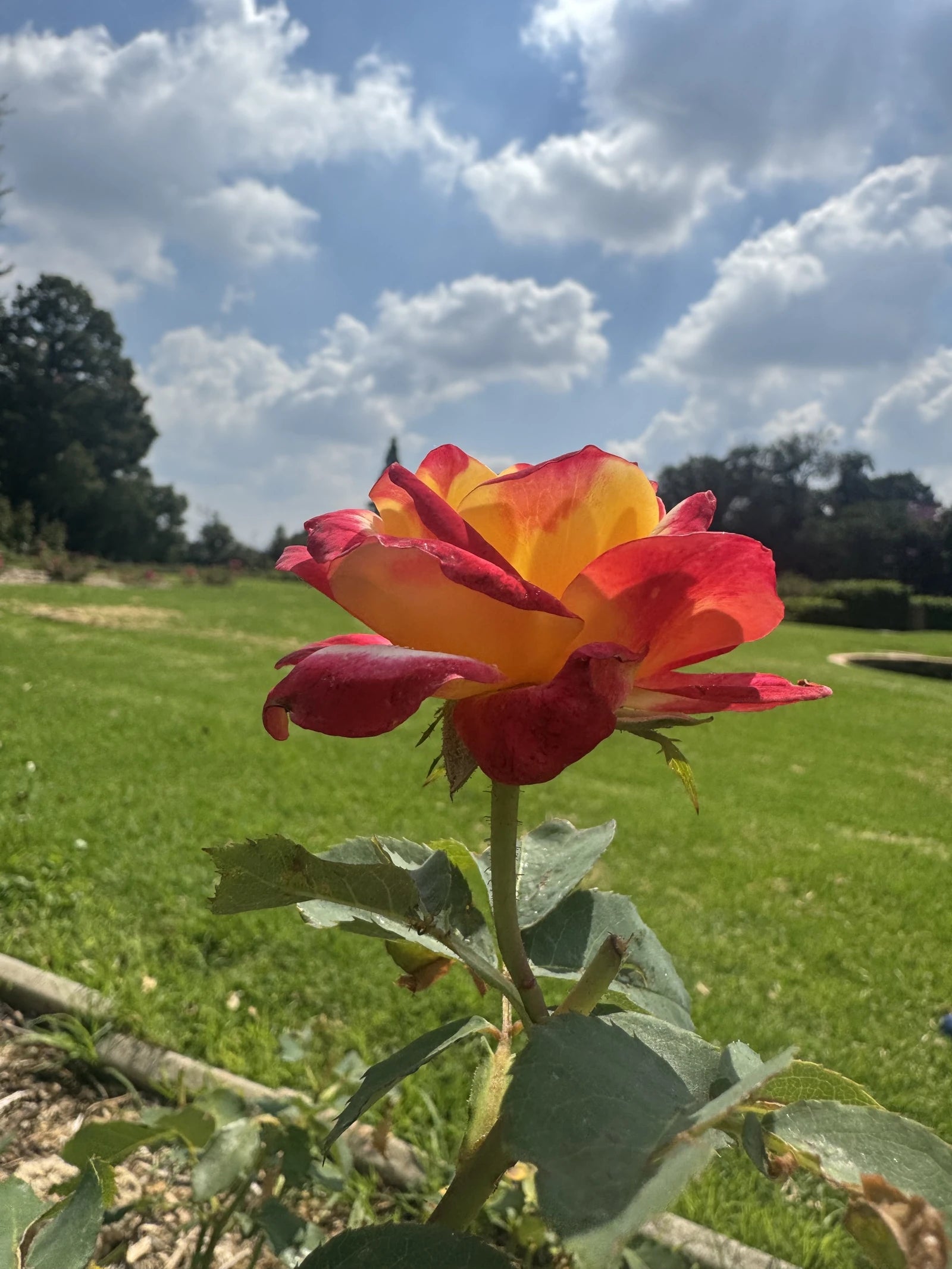 Rose Park, Lenasia South Africa
