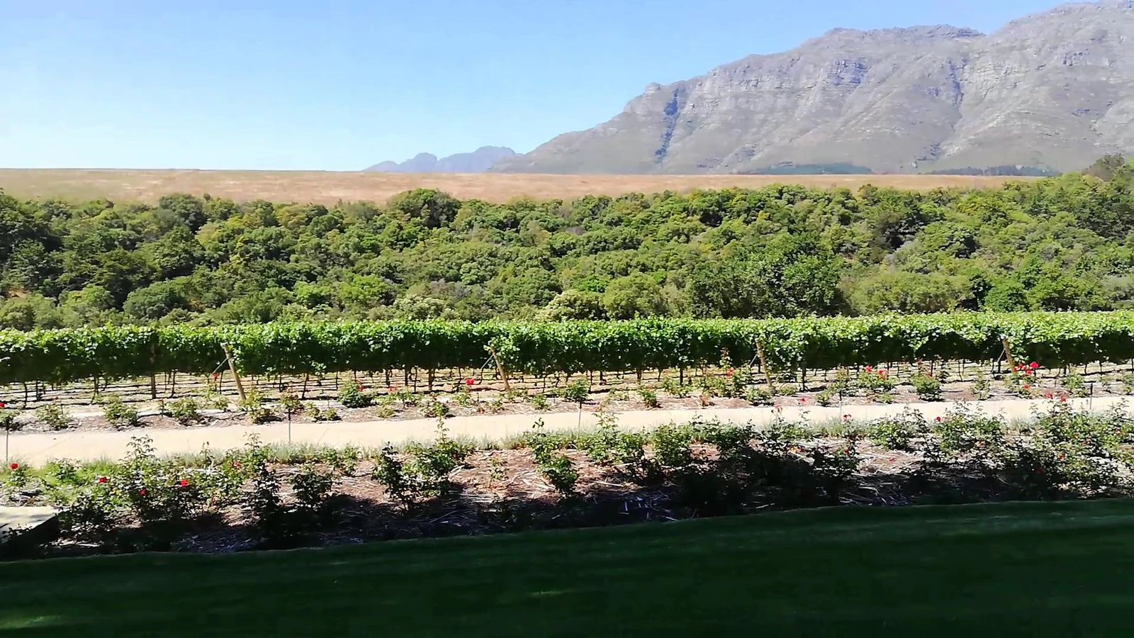 Rust en Vrede Wine Estate, Stellenbosch South Africa