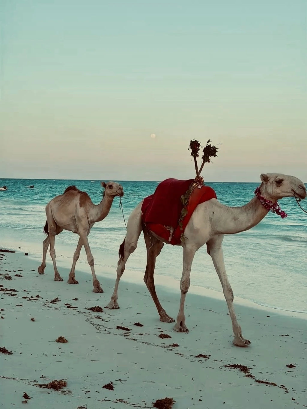 Safari Beach Hotel, Diani, Kwale Kenya