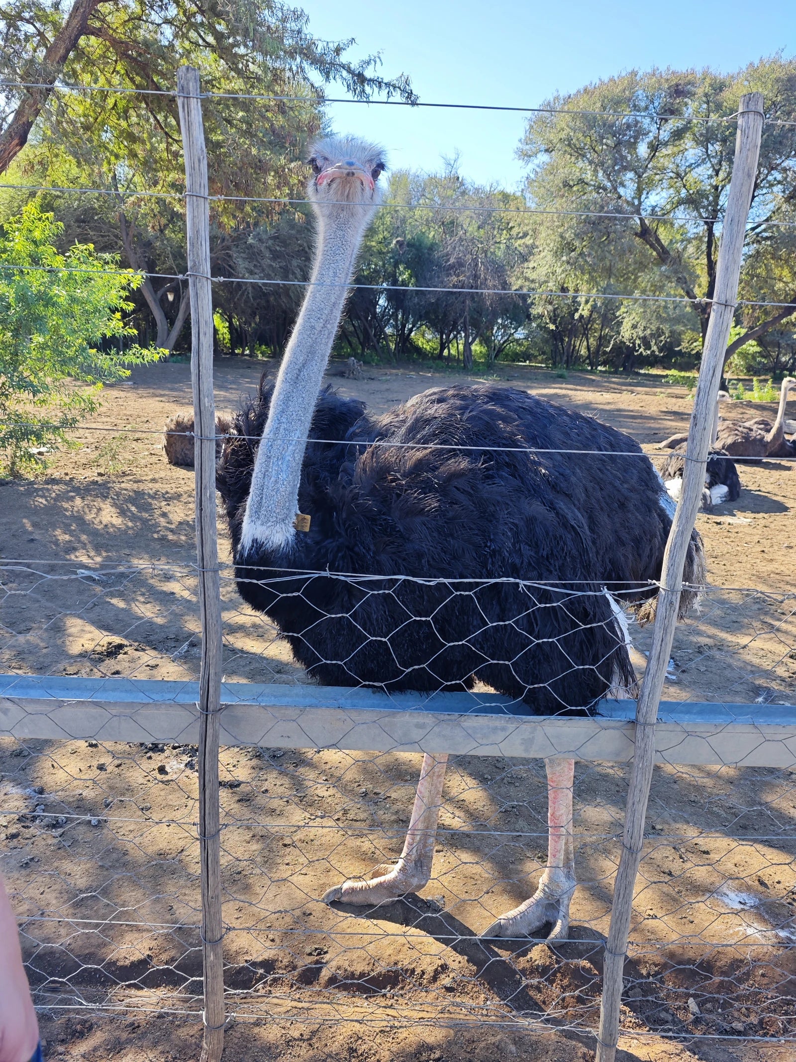 Safari Ostrich Farm, Oudtshoorn South Africa