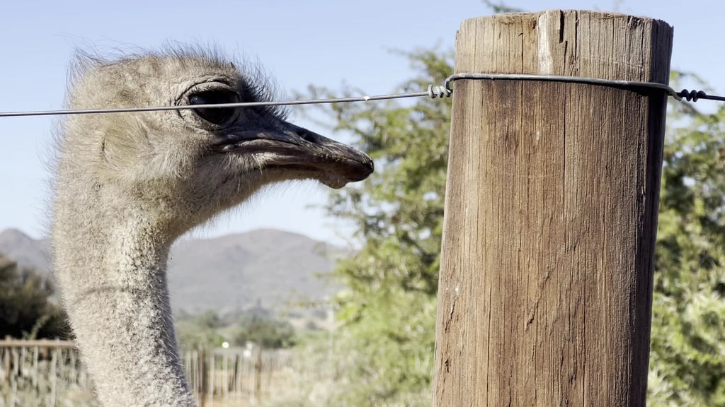 Safari Ostrich Farm, Oudtshoorn South Africa