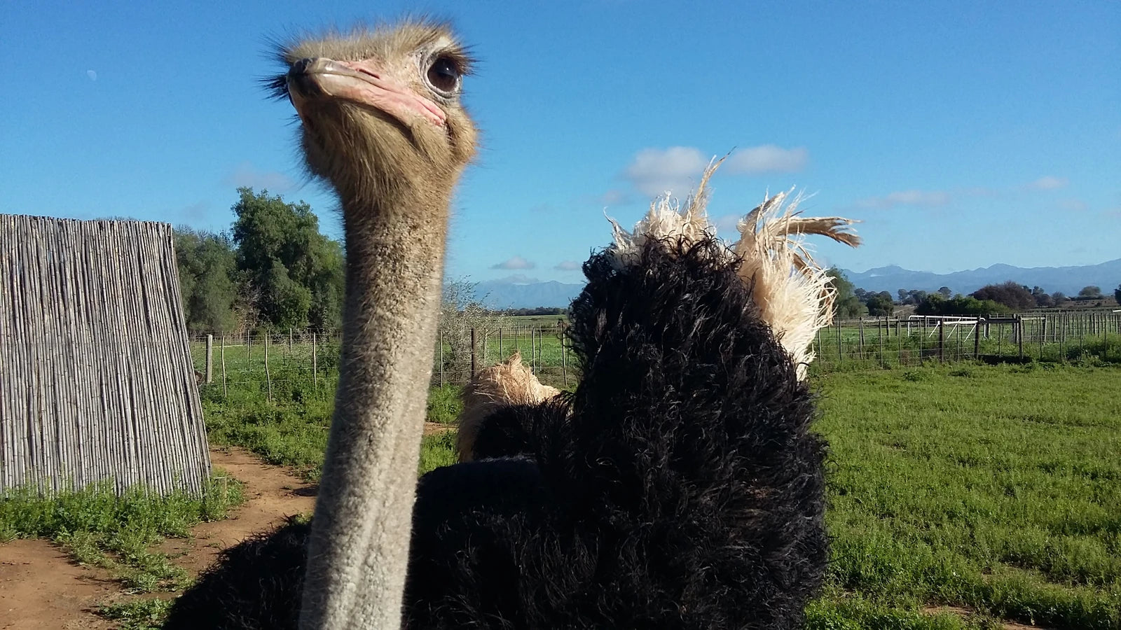 Safari Ostrich Farm, Oudtshoorn South Africa