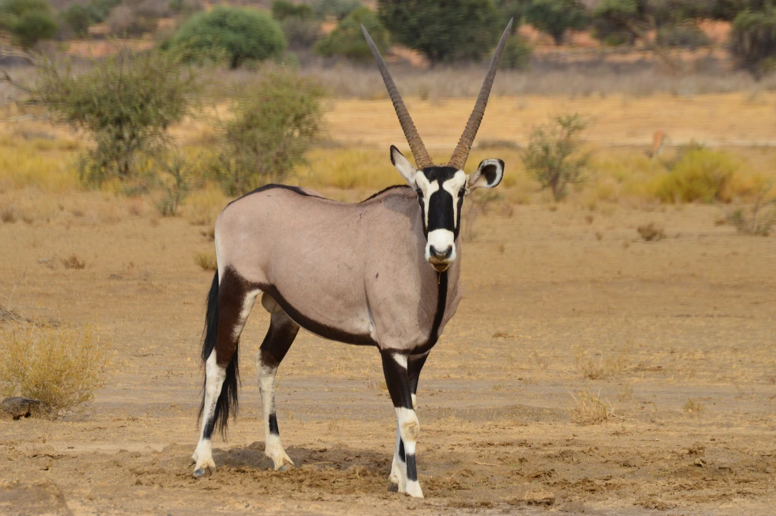 Sakkie se Arkie, Upington South Africa