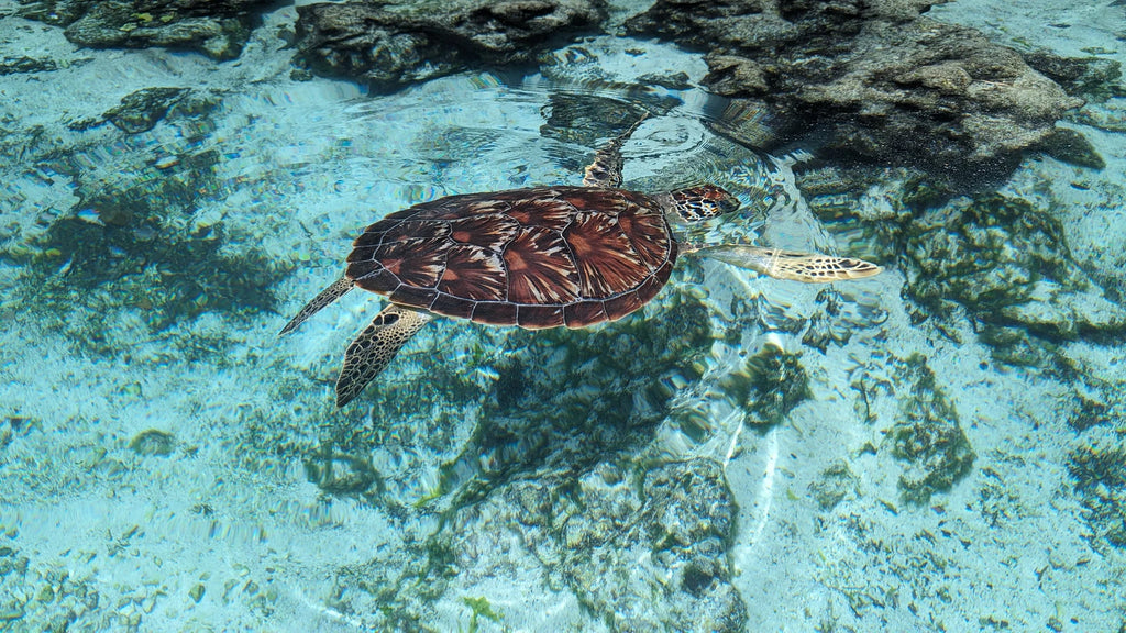 Salaam Cave Aquarium, 
Kizimkazi Dimbani Tanzania