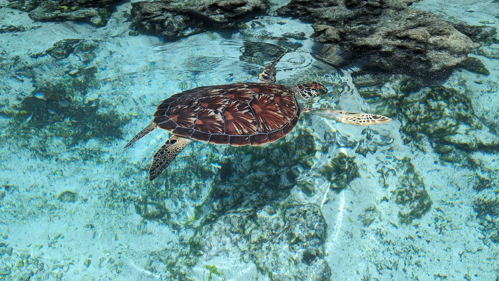 Salaam Cave Aquarium, 
Kizimkazi Dimbani Tanzania