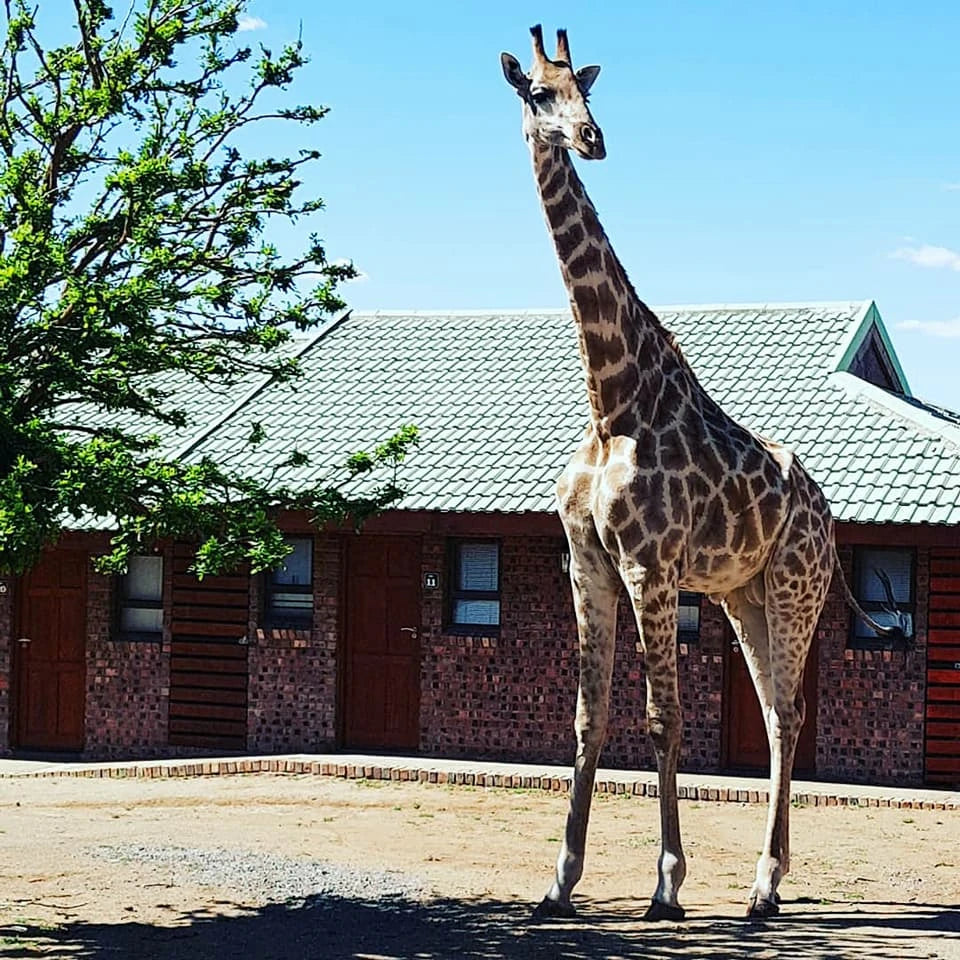 Sangiro Game Lodge, Bloemfontein South Africa