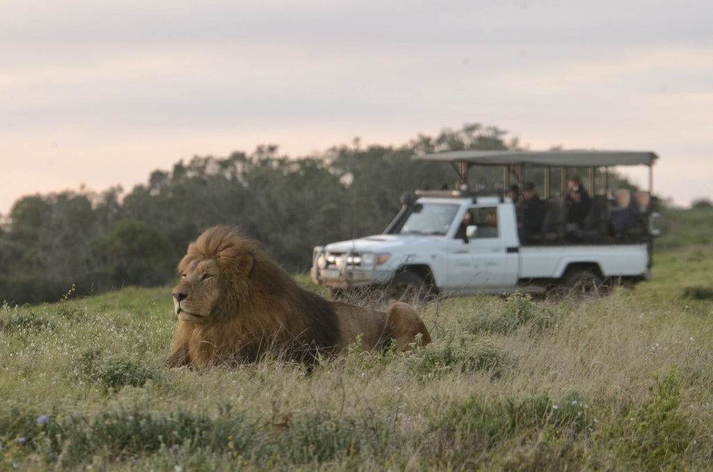 Schotia Safaris Private Game Reserve, Ncanarha South Africa