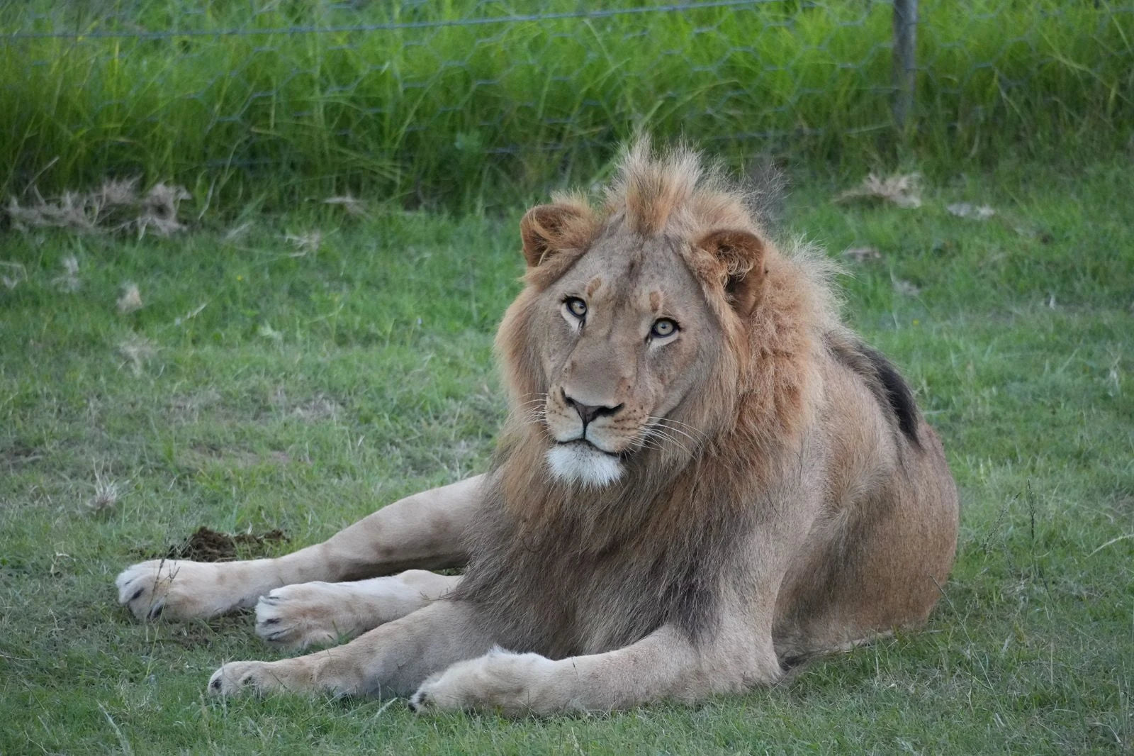 Schotia Safaris Private Game Reserve, Ncanarha South Africa