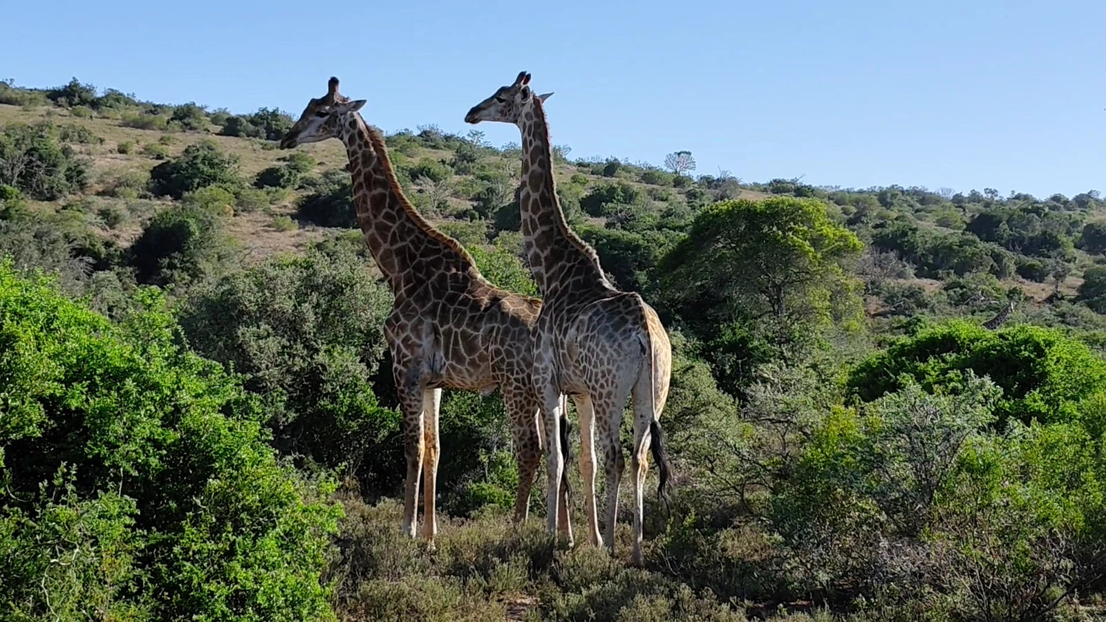 Schotia Safaris Private Game Reserve, Ncanarha South Africa
