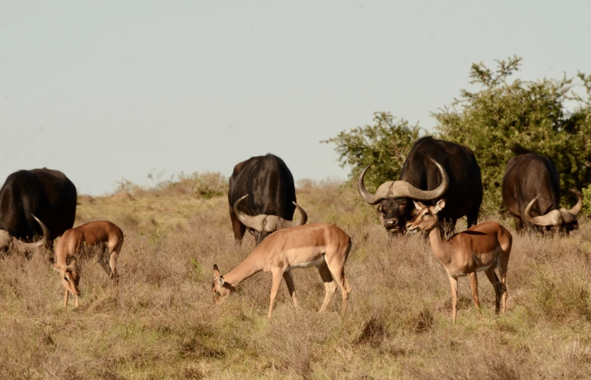 Schotia Safaris Private Game Reserve, Ncanarha South Africa