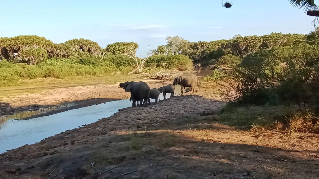 Selous Mapumziko Lodge, Mkangira Tanzania