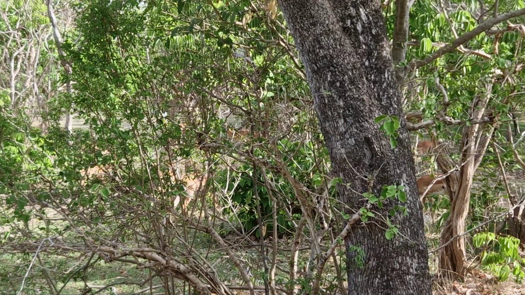 Selous Mapumziko Lodge, Mkangira Tanzania