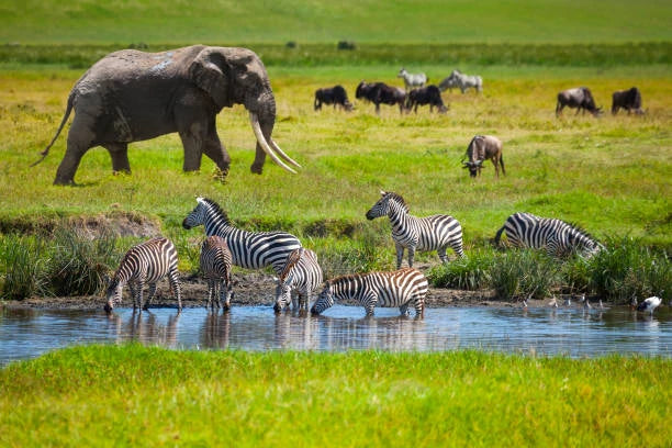 Serengeti National Park,  Tanzania