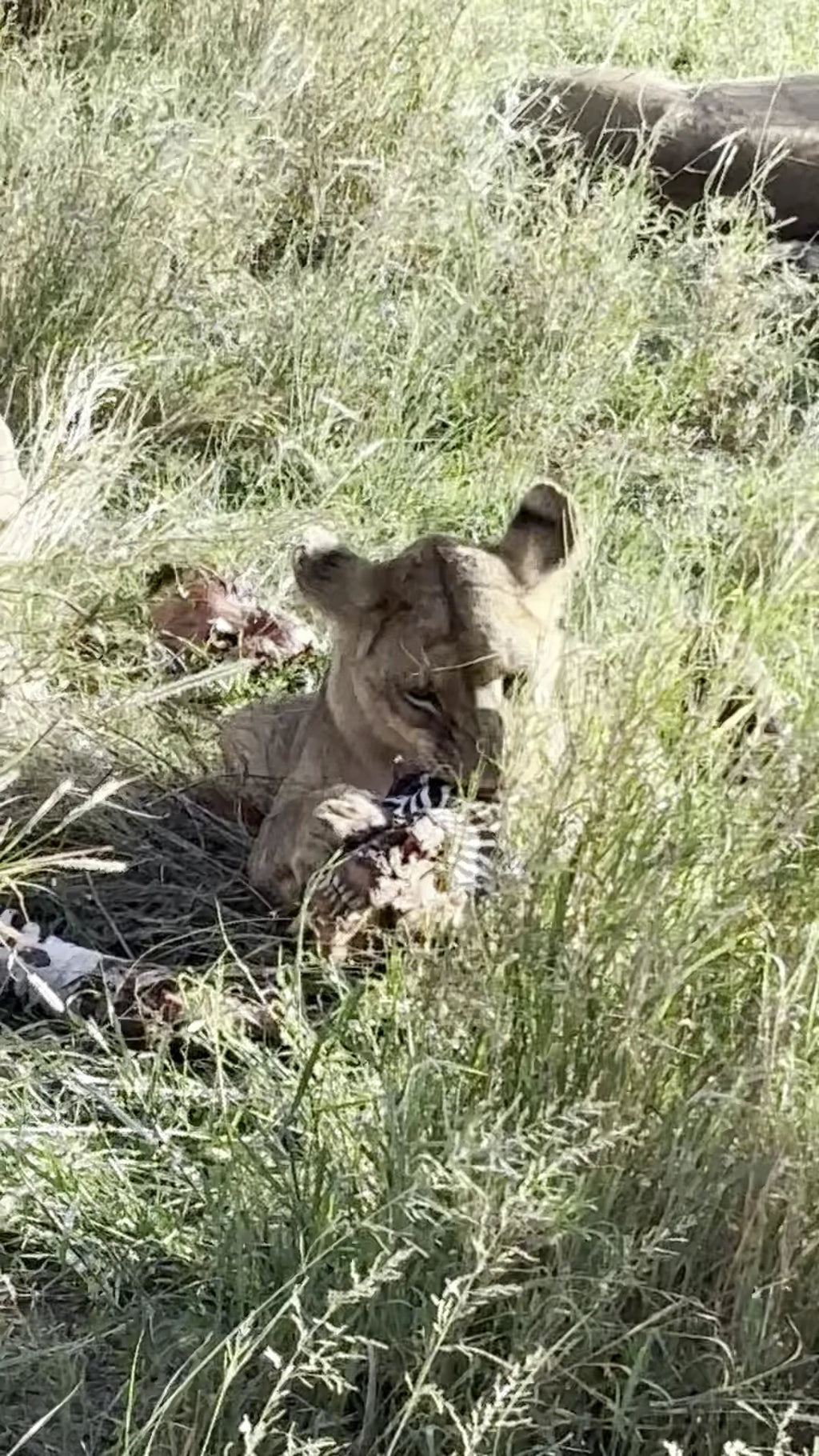 Serengeti National Park,  Tanzania