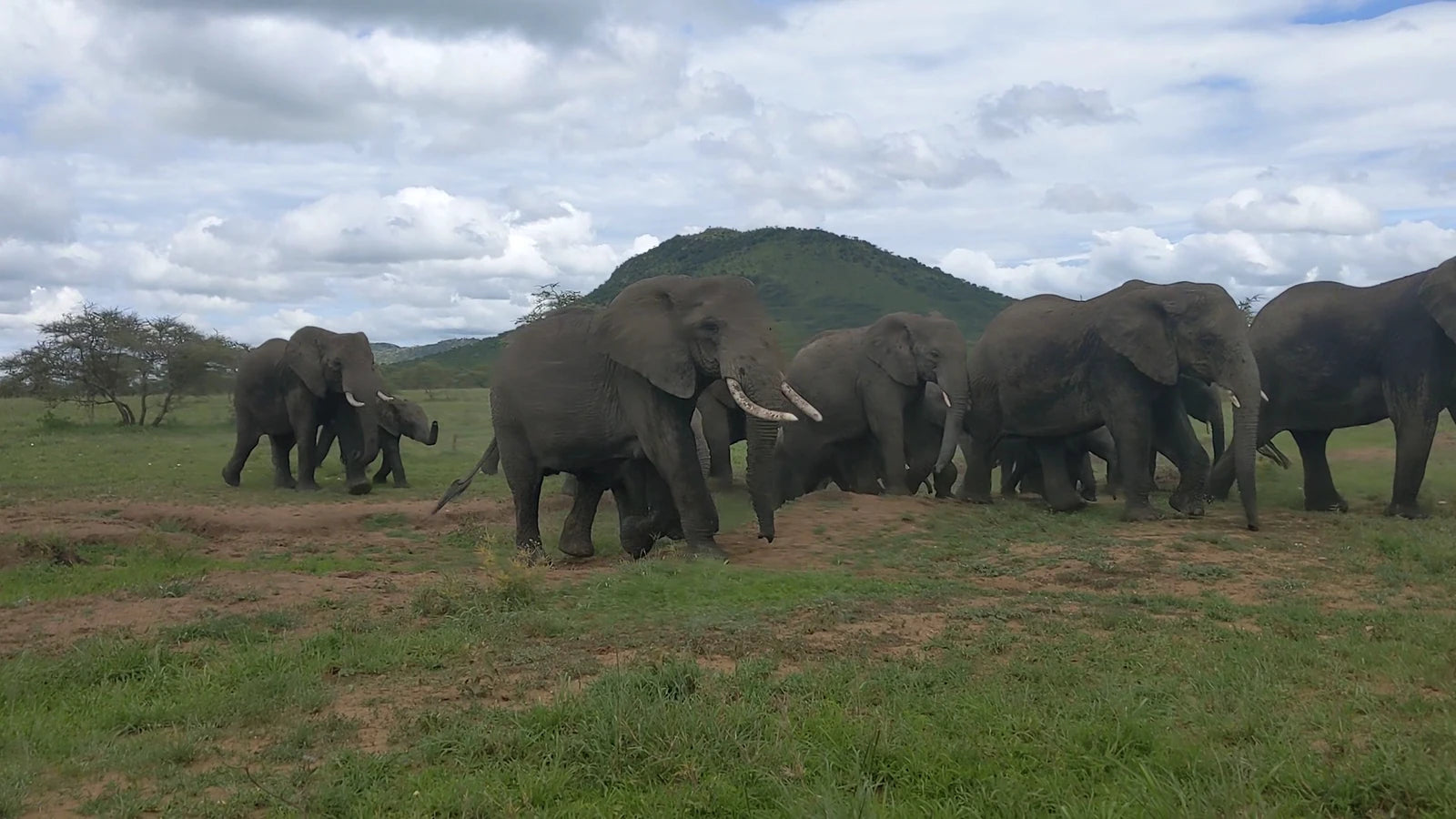 Serengeti National Park,  Tanzania