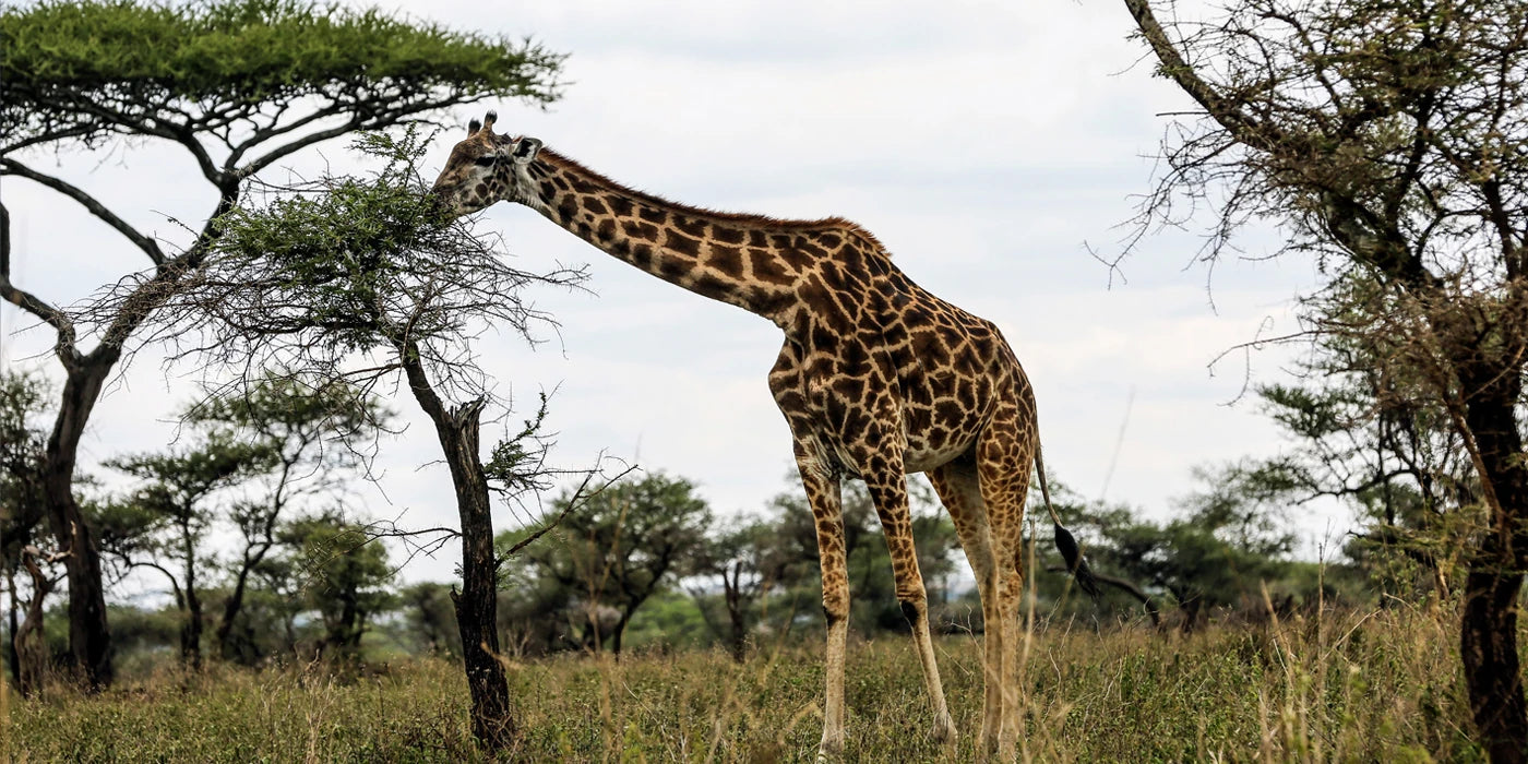 Serengeti Wakanda Tours and Safaris, Arusha Tanzania