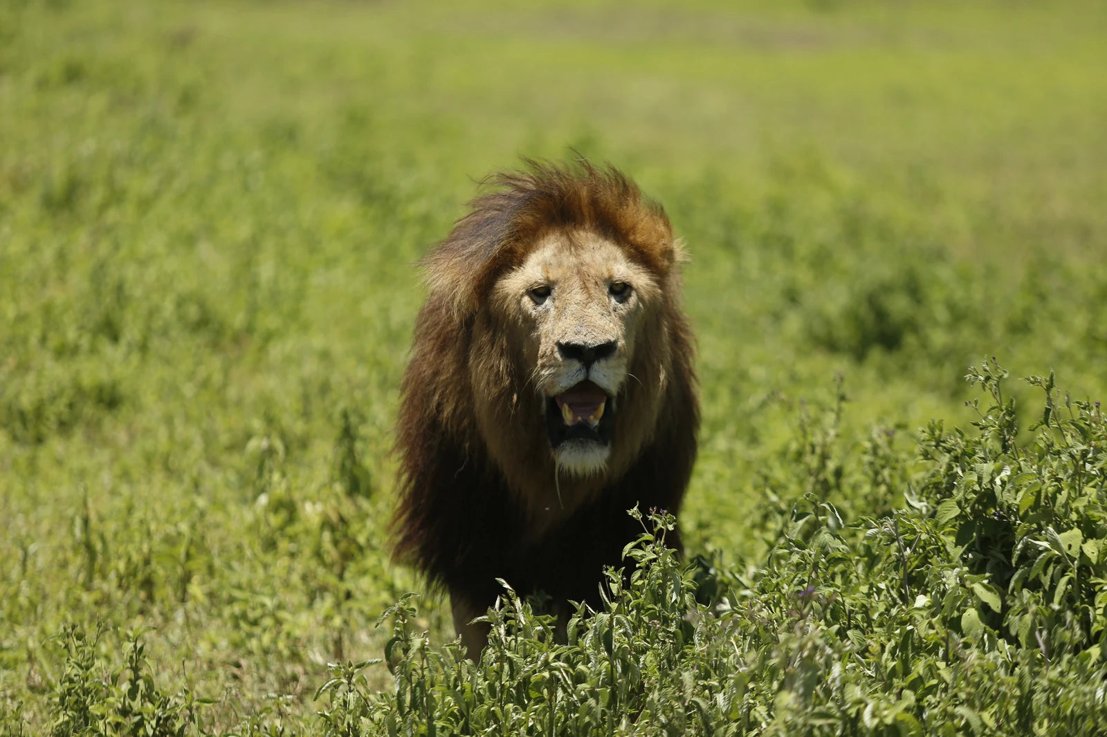 Serengeti Wakanda Tours and Safaris, Arusha Tanzania