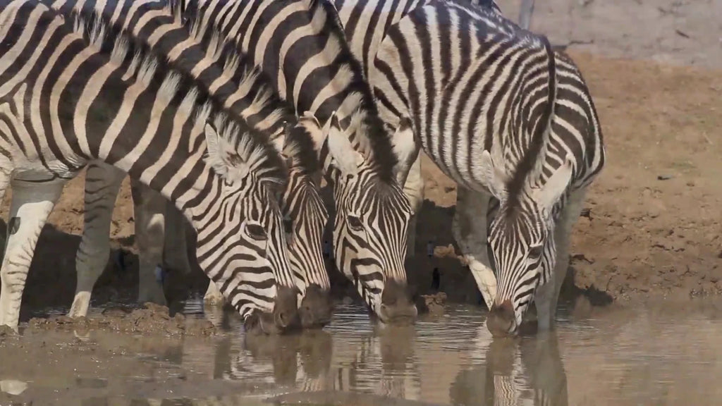 Shepherd's Tree Game Lodge, 
R565 Pilanesberg National Park Bojanala Sun City South Africa