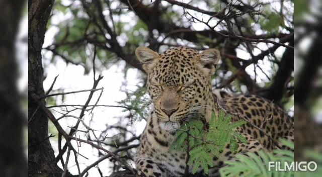 Shepherd's Tree Game Lodge, 
R565 Pilanesberg National Park Bojanala Sun City South Africa