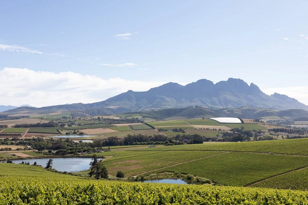 Simonsig Family Vineyards, Cape Town South Africa