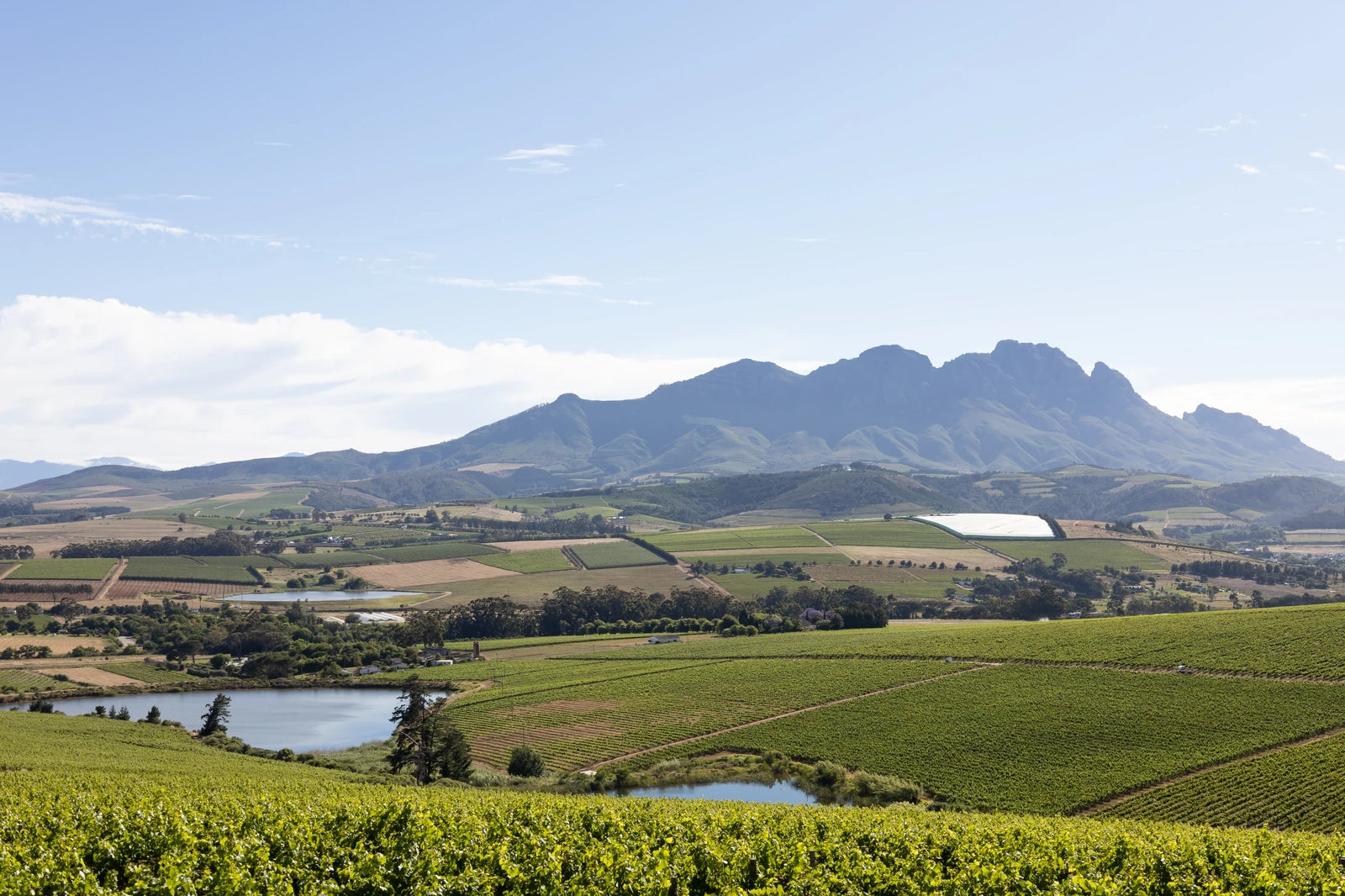 Simonsig Family Vineyards, Cape Town South Africa