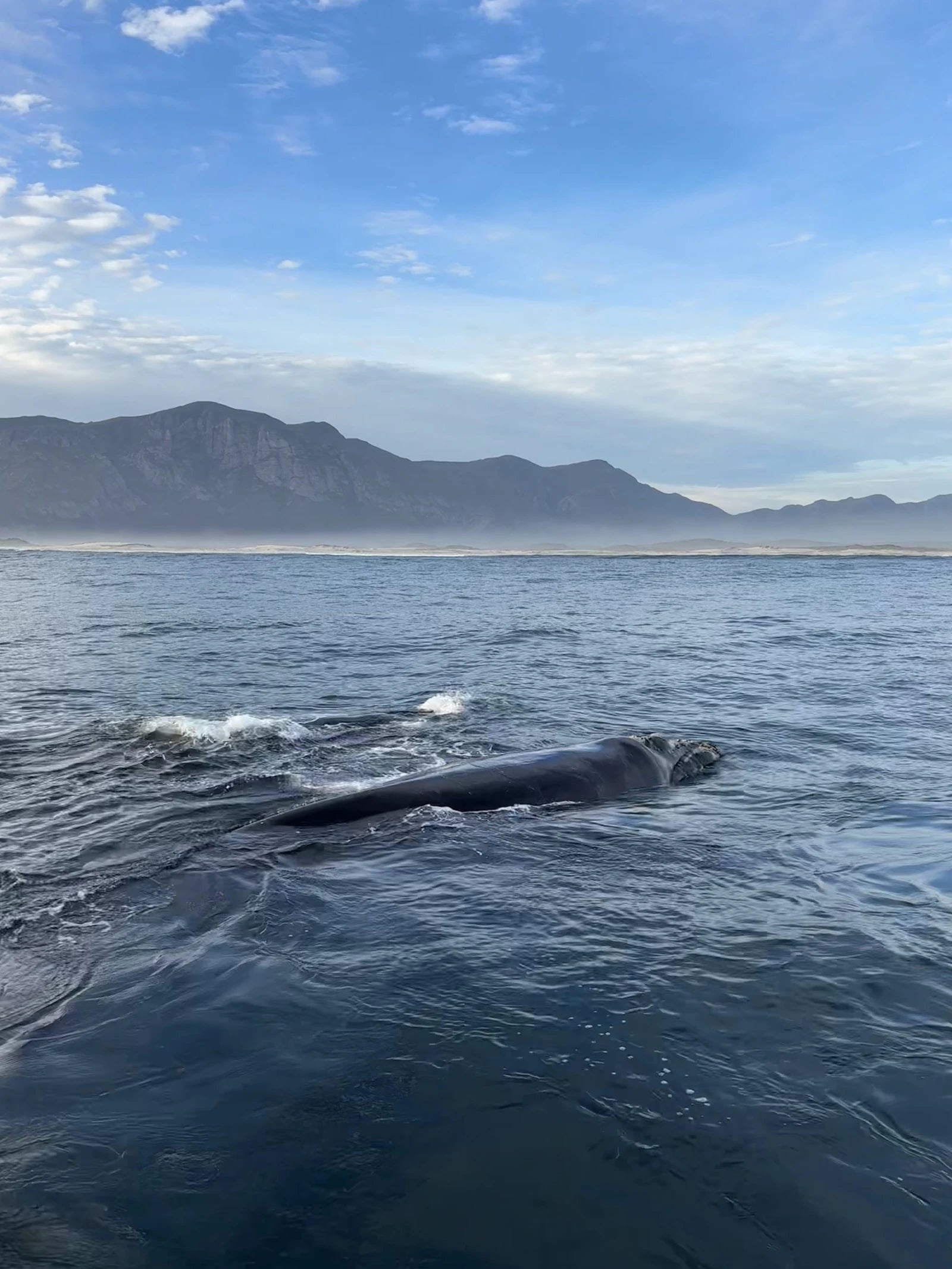 Southern Right Charters, Hermanus South Africa