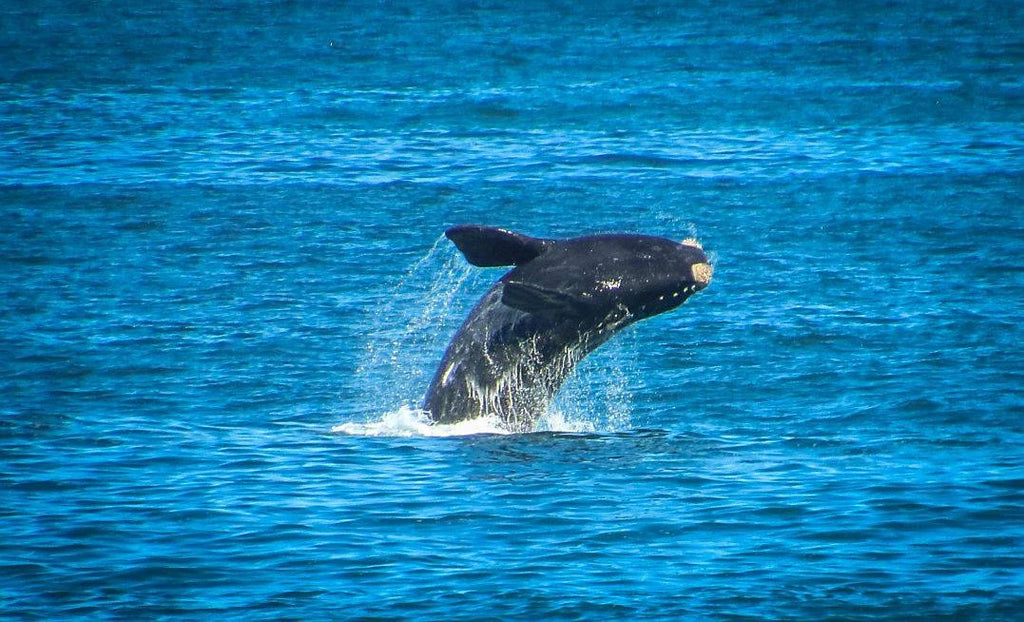 Southern Right Charters, Hermanus South Africa