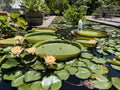 Stellenbosch University Botanical Garden, Stellenbosch South Africa