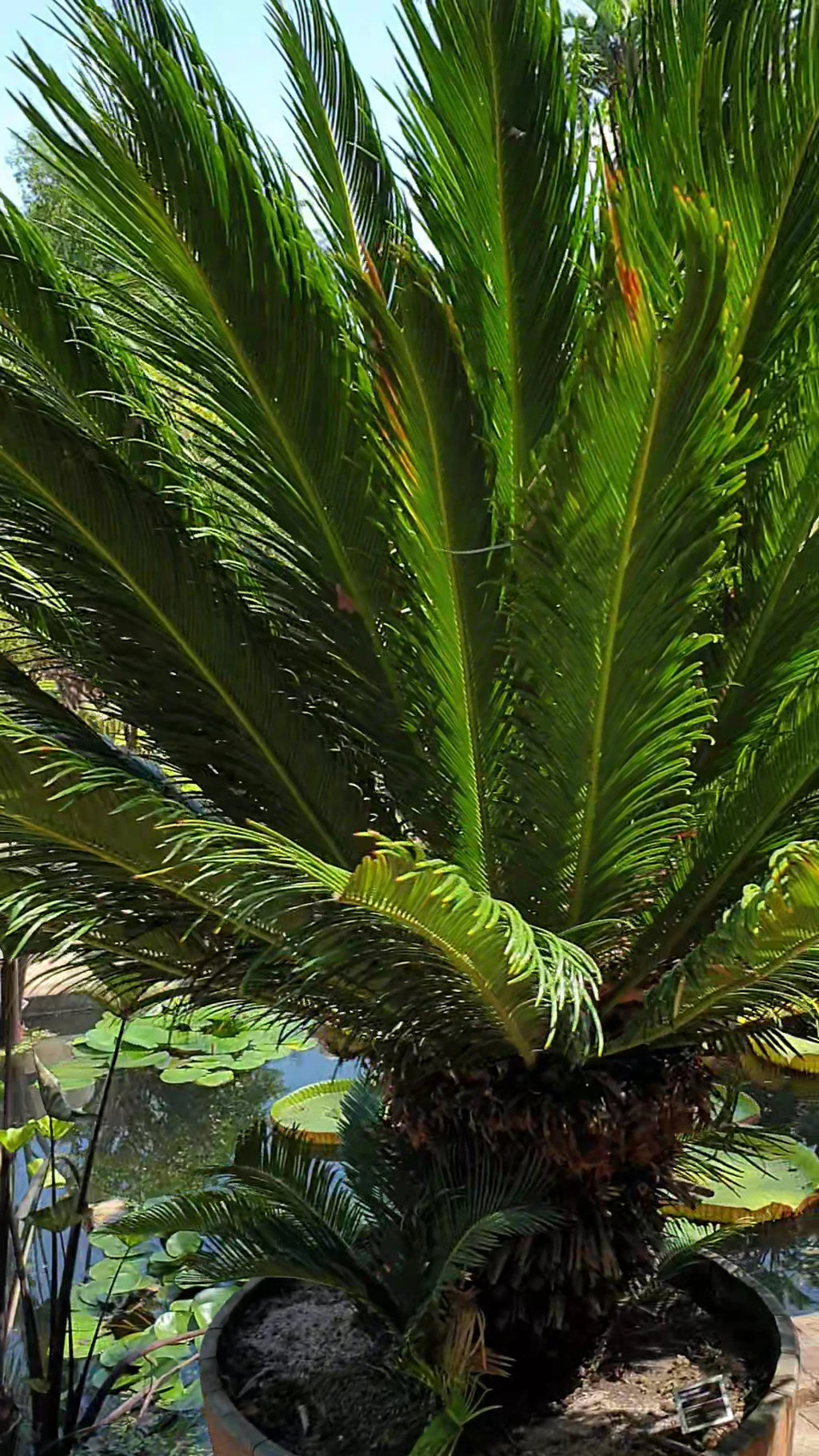 Stellenbosch University Botanical Garden, Stellenbosch South Africa