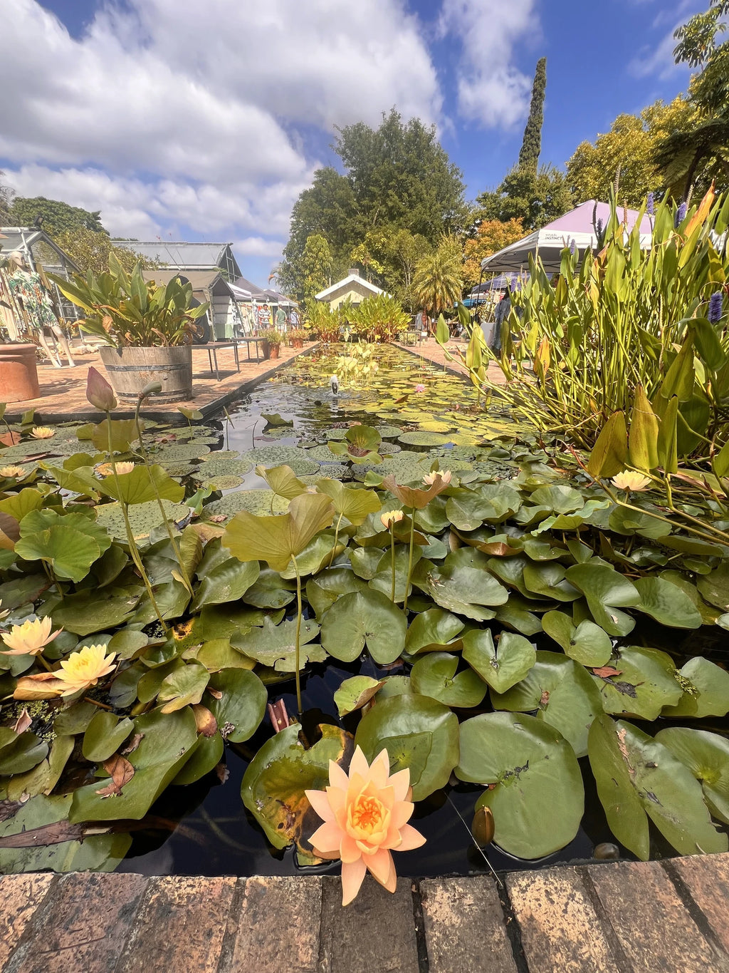 Stellenbosch University Botanical Garden, Stellenbosch South Africa
