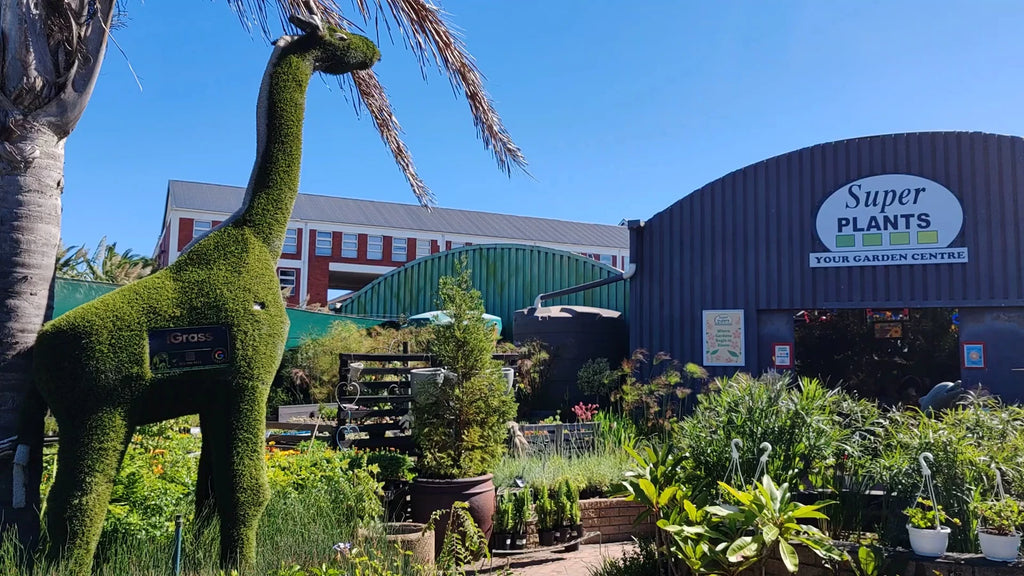 Stodels Garden Centre Bergvliet, Cape Town South Africa