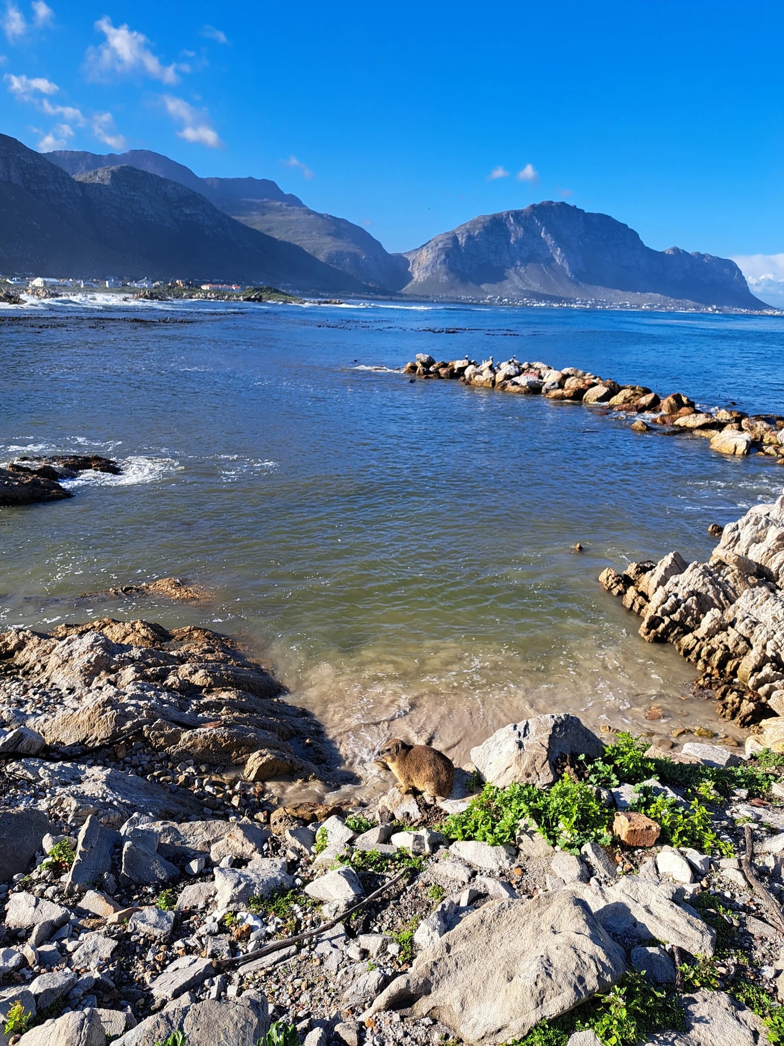 Stony Point Nature Reserve, Betty's Bay South Africa