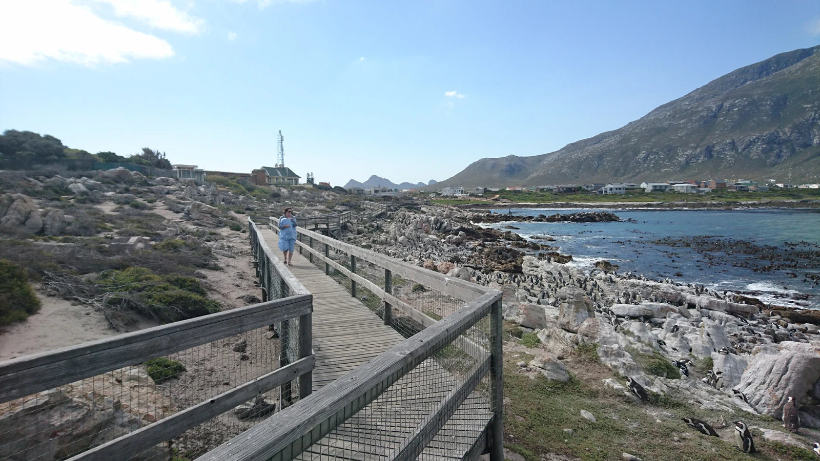 Stony Point Nature Reserve, Betty's Bay South Africa