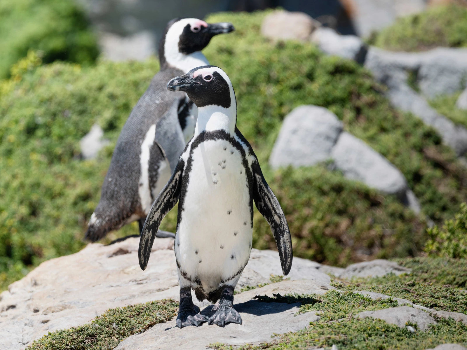 Stony Point Penguin Colony Entrance🐧