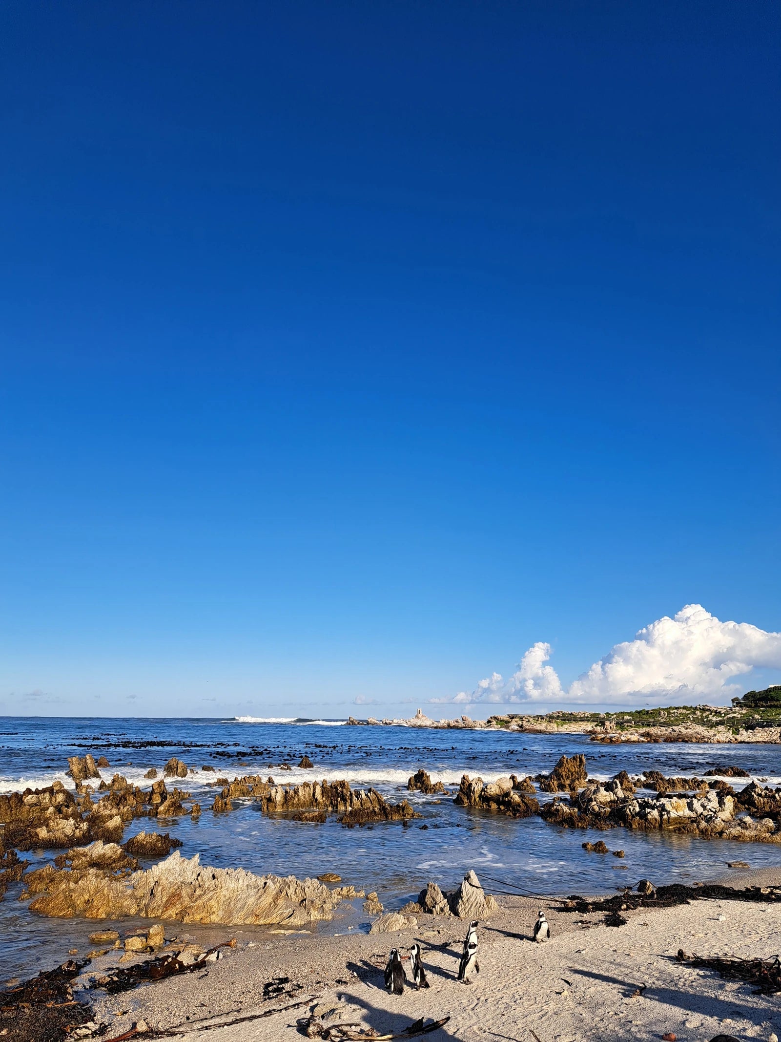 Stony Point Penguin Colony Entrance🐧, 
Betty's Bay South Africa